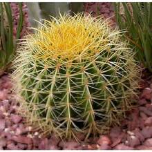 Recommend 50 CACTUS MIX 'Finest Mixed' Succulent Flower Seeds - 變體 1 - 查看 2
