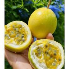 Seeds Gift 500pcs Passionflower Fruit Seeds High Germination For Balcony Planting - 100 Seeds - View 4
