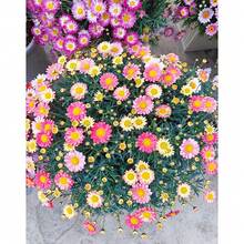 Mixed Pyrethrum Tanacetum Chrysanthemum Seeds For Planting - Fragrant, Attracts Bees And Butterflies - 2100 Pieces - 2100 - 查看 3