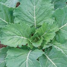 1000+ Vegetable Garden Growing Turnip Seeds 606 ,Fruitful Variety Seed Assortment,High Germination Rates - 1000 - View 3