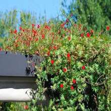 Cardinal Climber Seeds (Ipomoea Quamoclit) - SEED - View 1