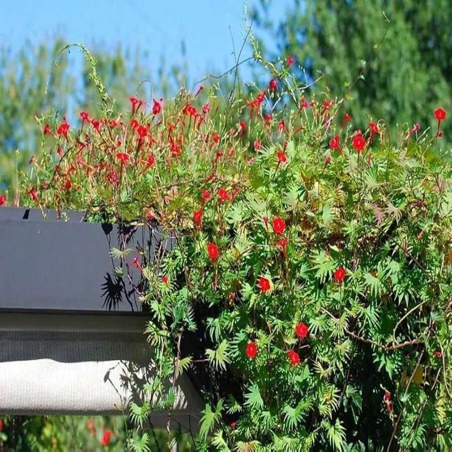 Cardinal Climber Seeds (Ipomoea Quamoclit) - SEED - View 1