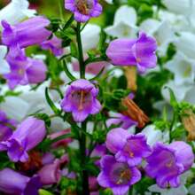 Campanula Medium Champion Lavender Seeds - Blooming Season - Attracts Pollinators - Low Maintenance - Plants In Spring/Summer 8060b - 種子 - 查看 7