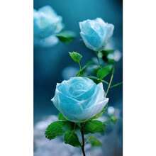 200 Authentic Rose Rare Seeds The Noble Lineage In Flower Seeds, Waiting For The Garden To Bloom - Variant1 - View 2