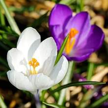 Easy To Grow Crocus 'Ruby Giant' Plant Bulbs (500 Seed) - Magenta Pink Flowering Blooms In Early Spring Gardens - 1pack-500 - View 3