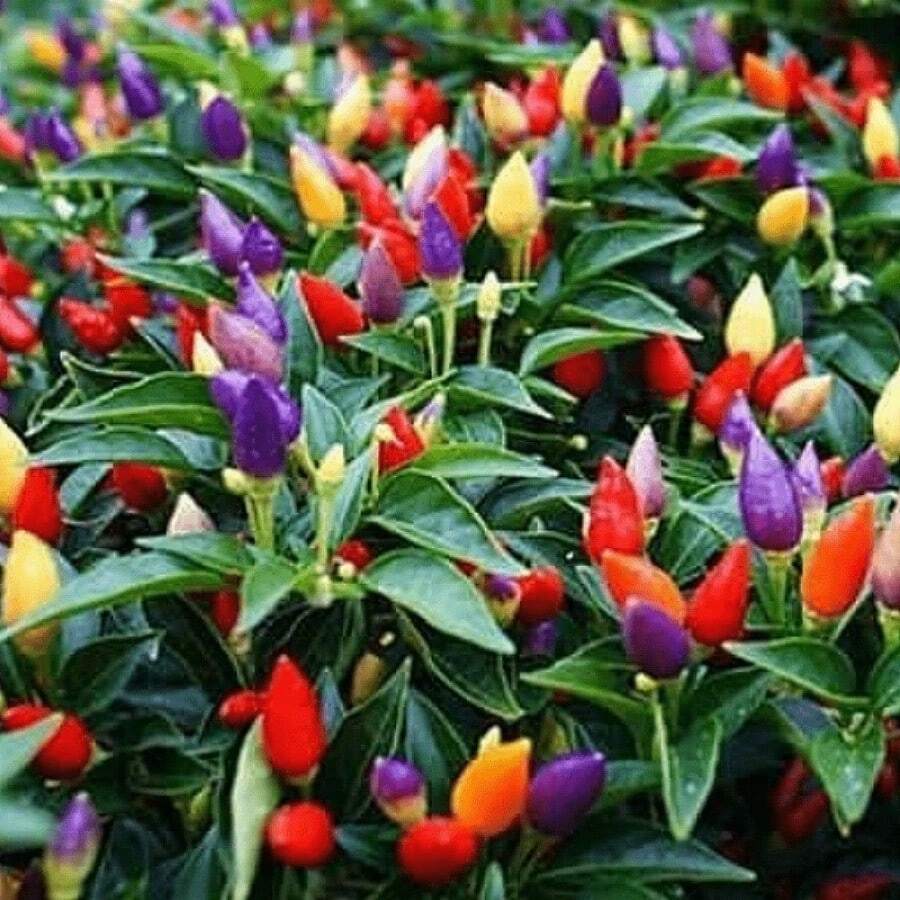 Prezzo: €2.05 - Semi di Peperoncino Chupetinho - Biquinho Rosso o