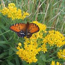 Schmetterlingsmilchblume 'Hello Yellow' (Asclepias tuberosa) Paket mit 12 Samen mit KOSTENLOSEM Versand