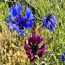 Cornflower/Bachelor Button Seeds - Centaurea Cyanus - Beautiful, Abundant And Edible