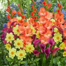 All-In-One Flower Seed Garden Kit - Citrus Zest Punch Mix - 100 Flower Seeds Per Box - Dahlias, Lilies, Gladioli - Fragrant - Naturally - Live Outdoor Potluck Planting - Easy To Plant Flowers