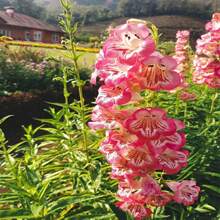 100 SENSATION MIX PENSTEMON Hartwegii Barttonge Colors Bicolor Red, Pink, White, Purple, White Flower Seeds - 種子 - 查看 3