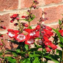 100 SENSATION MIX PENSTEMON Hartwegii Barttonge Colors Bicolor Red, Pink, White, Purple, White Flower Seeds - 種子 - 查看 4