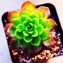 Mixed Succulent Plant Seeds, Lithops Seeds. 100 Pieces - 變體1 - 查看 3