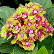 100 Pieces Pistachio, Hydrangea Seeds, Light Privacy Screen, Eye-Catching Flowering Trees, Suitable For Potted Plants, Soil Bonsai, Low Maintenance Plants,   Of Vegetable Seeds, Hosta Plants, Garden Flower Seeds, Plants For Outdoors, Semillas De Flores Para Sembrar Garden , All  Plants For Outdoors, Mosquito Protection, Garden Plant Seeds For Planting, Perennial Flower Seeds, Plant Seeds