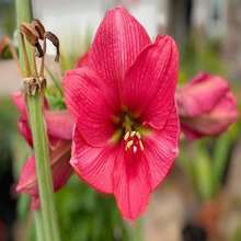 Deep Pink Hue Amaryllis - 20 SEEDS - 種子 - 查看 4