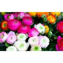 Ranunculus Seeds For Planting, 150 Aviv Rose Ranunculus Seeds For Fall Planting, French Peony Ranunculus Corms Bulk Ranunculus Flowers Buttercups, Butterfly Ranunculus Seeds To Grow - 150 - View 3