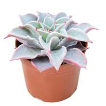 4in Live Succulent Plants Indoor Plant Outdoor Garden Decorat Plants Live   Vegetable Seeds Seeds Hosta Plants Live Plants Plants Gardening Flower Seeds Plant Flowers For Outside Semillas De Flores Para Sembrar Gardening  All  Live Plants Not Seeds Live Plants  Plants For Outside Mosquito Repellent Outdoor Garden Perennial Plants Seeds For Planting Live Plants  Not Seeds Perennial Flower Seeds Plant Seeds