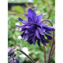 Double Columbine Black 200 Seeds - 200粒種子 - 查看 2