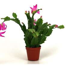 NO BAD SEED!Christmas Carnation Cactus Beautiful Indoor Plant, Fully Rooted In Seedling Pot 610