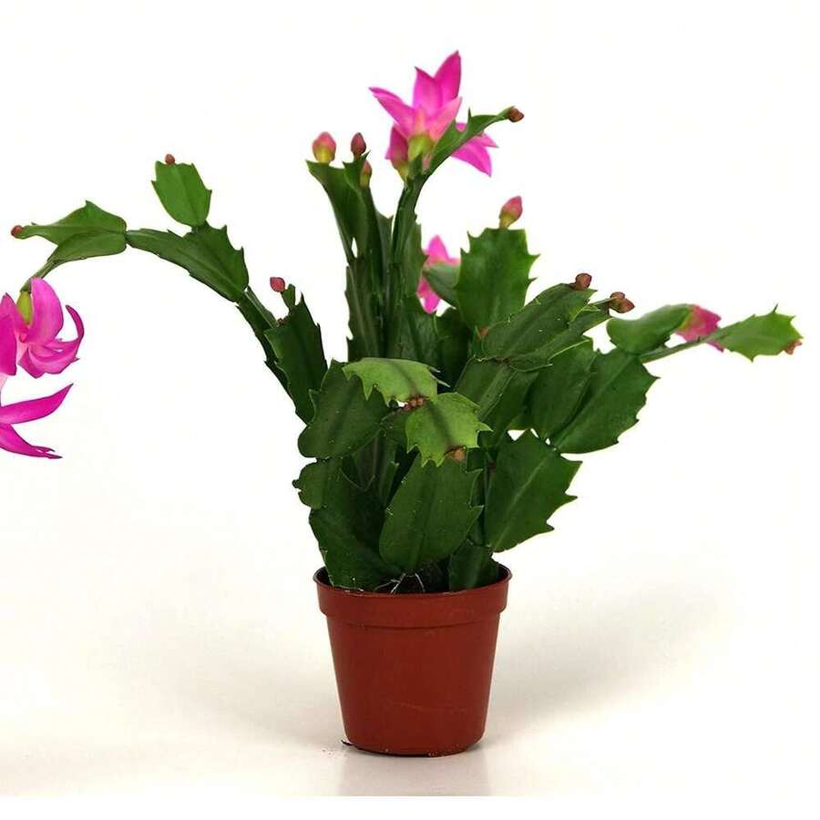 NO BAD SEED!Christmas Carnation Cactus Beautiful Indoor Plant, Fully Rooted In Seedling Pot 610