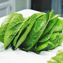 Large-Leaf Auricularia Auricula Seeds High-Yield Planting Rapeseed Large Round-Leaf Four-Season Vegetable Seeds Seedlings Vegetable Seeds 800 Seeds