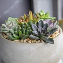Assorted Potted Succulents - Grower's Choice Live Houseplants Plants Live   Vegetable Seeds Seeds Hosta Plants Live Plants Plants Gardening Flower Seeds Plant Flowers For Outside Semillas De Flores Para Sembrar Gardening  All  Live Plants Not Seeds Live Plants  Plants For Outside Mosquito Repellent Outdoor Garden Perennial Plants Seeds For Planting Live Plants  Not Seeds Perennial Flower Seeds Plant Seeds