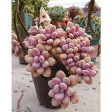 Pink Moonstone Succulent Plant Seeds 100pcs - Variant1 - View 1