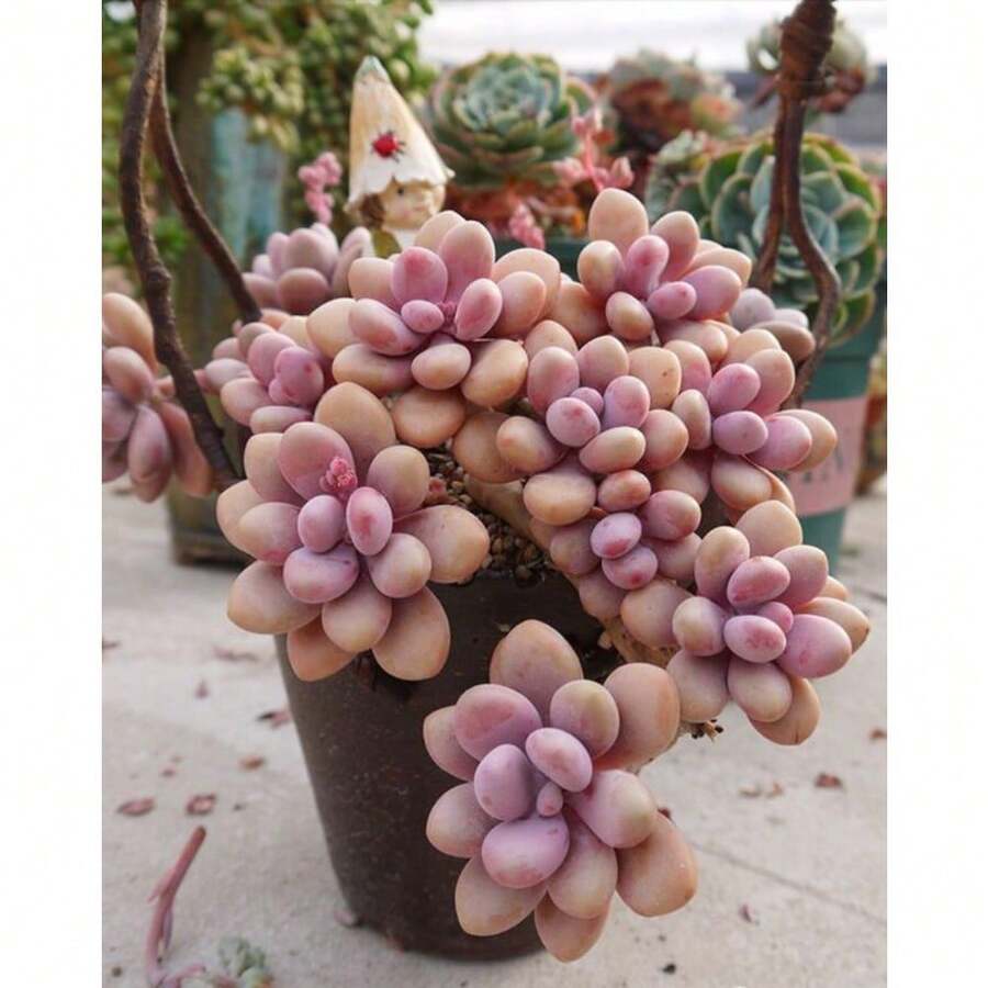 Pink Moonstone Succulent Plant Seeds 100pcs - Variant1 - View 1