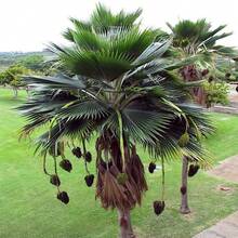 100pcs Seeds Fiji Fan Palm Tree Seeds Pritchardia Pacifica Fast Growing Tropical Plant - Variant1 - View 5