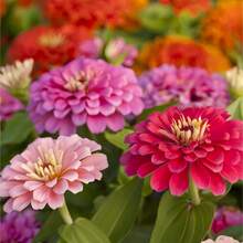 200 Pieces Of Large Bicolor Calendula Seeds For Home Garden, Non-Plant  Of Vegetable Seeds, Hosta Plants, Living Plants, Garden Flower Seeds, Plants For Outside, Mosquito Repellent, Outdoor Garden, Perennial Plants, Seeds For Planting, Non-Seeds, Perennial Flower Seeds, Plant Seeds