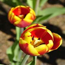 210 Pieces Dow Jones Tulip Bulbs Perennial Flower Seeds Indoor And Live Plants  Vegetable Seeds Hosta Plants Live Plants Garden Flower Seeds Plants For Outdoor Semillas De Flores Para Sembrar Garden Food  All Live Plants Not Seeds Live Plants  Plants For Outdoor Mosquito Repellent Garden Perennial Plants Seeds For Planting Live Plants  Not Seeds Perennial Flower Seeds Plant Seeds