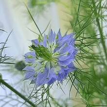 Color Mix 2000 Seeds Annual Nigella Love-In-One-Fertilizer Jewel Flowers Seed Mix For Planting - 2000 - View 4
