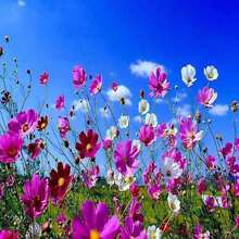 350 COSMOS SENSATION MIX Colors Cosmos Bipinnatus Flower Seeds