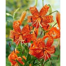 110Pcs Tiger Lily Seeds Lilium Columbianum Spotted Flower - 110 Seeds - View 1