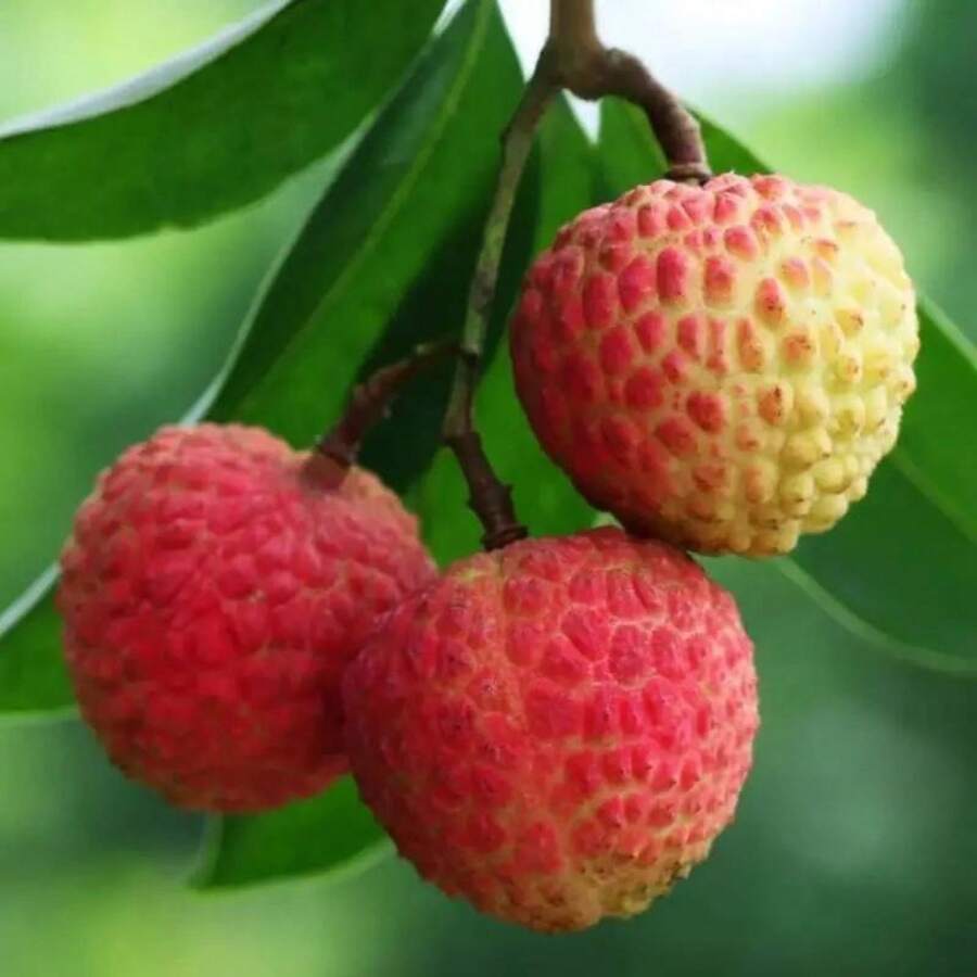 Lychee Fruit Seeds - 20Pcs - Home Gardening Planting - 20Pcs - View 1