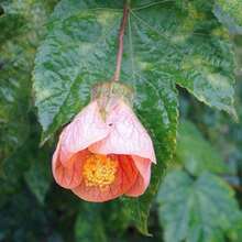 Abutilon Pictum Pink Chinese Lantern 100 Seeds - Biến thể 1 - Xem 1