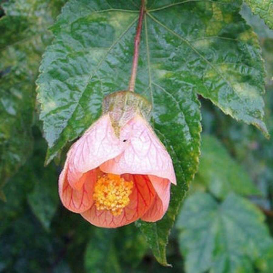 Abutilon Pictum Pink Chinese Lantern 100 Seeds - Biến thể 1 - Xem 1