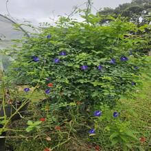 Butterfly Pea Seeds (Clitoria Ternatea)
