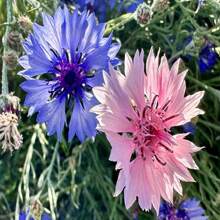 Cornflower/Bachelor Button Seeds - Centaurea Cyanus - Beautiful, Abundant And Edible