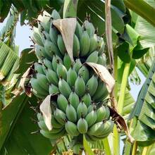 The Maverick SUPSEED 100 Fresh Banana Seeds Non-GMO Easy To Plant Indoor/Outdoor Pot Container Garden - 50 - View 5