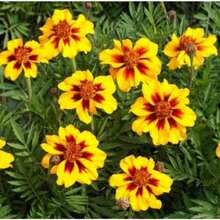 Naughty Marietta French Marigold Seeds 1 Tagetes Patula 1 Ground Cover Flowers Easy To Plant And Grow