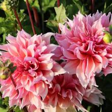 Color Mix Generic 100+ Dahlia Maze Flower Seeds - Rare Soft Peach & Bright Pink Dahlia Seeds For Planting, Pink