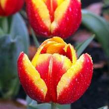 210 Pieces Dow Jones Tulip Bulbs Perennial Flower Seeds Indoor And Live Plants  Vegetable Seeds Hosta Plants Live Plants Garden Flower Seeds Plants For Outdoor Semillas De Flores Para Sembrar Garden Food  All Live Plants Not Seeds Live Plants  Plants For Outdoor Mosquito Repellent Garden Perennial Plants Seeds For Planting Live Plants  Not Seeds Perennial Flower Seeds Plant Seeds