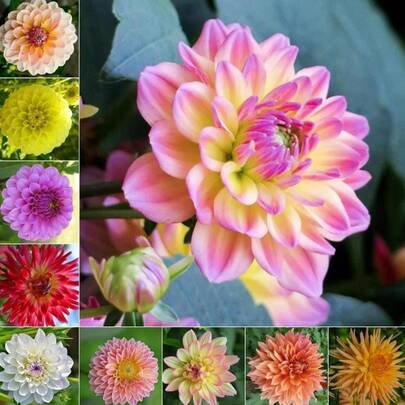 240pcs Dahlia Seeds, Compound Petals, Beautiful Annuals, Outd Plants Live   Vegetable Seeds Seeds Hosta Plants Live Plants Plants Gardening Flower Seeds Plant Flowers For Outside Semillas De Flores Para Sembrar Gardening  All  Live Plants Not Seeds Live Plants  Plants For Outside Mosquito Repellent Outdoor Garden Perennial Plants Seeds For Planting Live Plants  Not Seeds Perennial Flower Seeds Plant Seeds