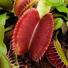 DIONAEA MUSCIPULA VENUS FLY TRAP Carnivorous Seeds FRESH RARE 100pcs - Variant1 - View 7