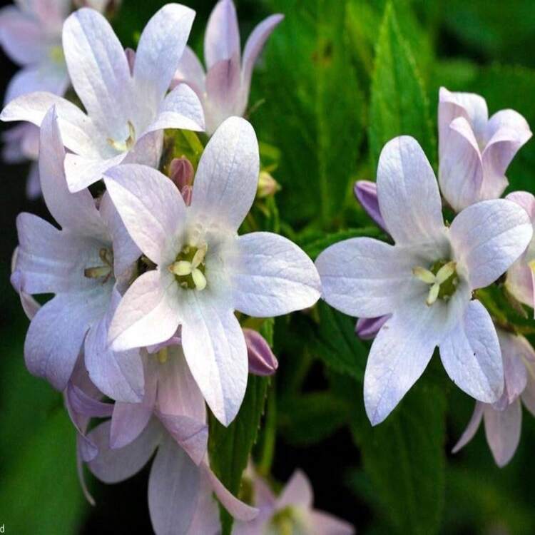 Campanula Lactiflora 'Loddon Anna' - Perennial - Bellflower - Cold Resistant - Clumping - Easy To Grow - Planting In Spring/Fall 8057 - SEED - View 2