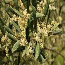 10 CANINO OLIVE TREE Olea Europaea Canino Essbare European Joint Green Black Fruit Seeds