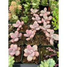 Pink Moonstone Succulent Plant Seeds 100pcs - Variant1 - View 3