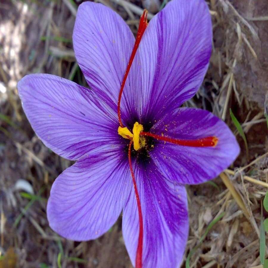 Saffron Spice Live Plant Seeds - Grow Your Own Saffron At Home US Seeds Bank - SEED - View 1