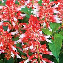 Scarlet Sage Amore Scarlet Bicolor Flowers 10 Seeds - Salvia Splendens GMO FREE