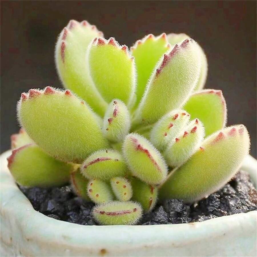 200 Pieces/Pack Succulent Bear Claw Plant Seeds Indoor Desktop Radiation-Plant - 綠熊男孩 - 查看 1